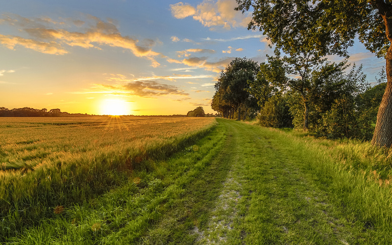 Wheat field along old oak track / © Creative Nature, Rudmer Zwerver Wheat field along old oak track at sunset on Dutch countryside