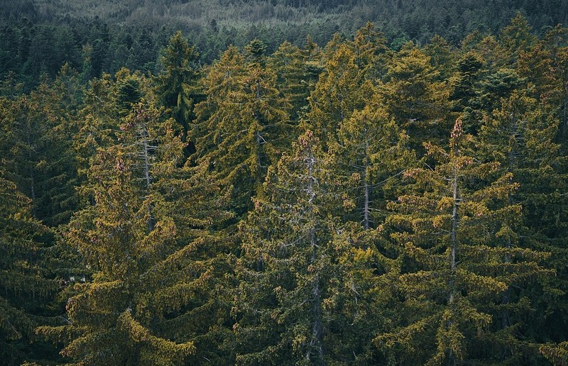 Leonhard Niederwimmer auf Pixabay